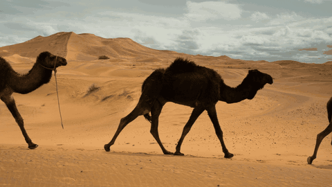 GIF output from video